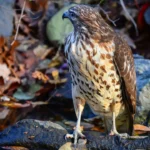 Image of a Red Tailed Hawk