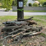 Pile of Large Tree Branches